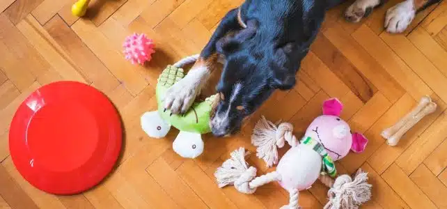 Comprendre le comportement des chiens avec leurs jouets : pourquoi ils pleurent avec leur jouet dans la gueule