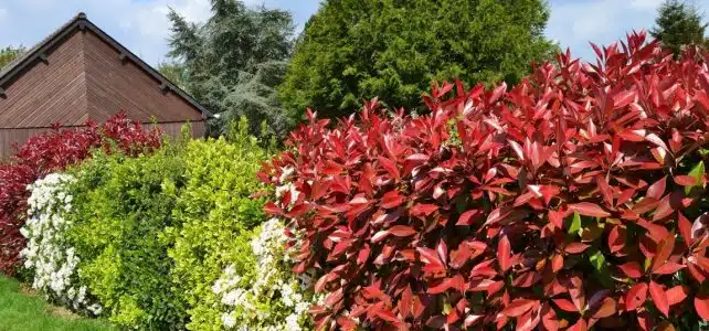 Comment créer une haie facilement dans son jardin ?